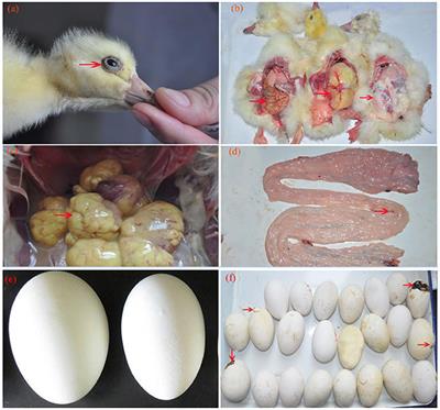 Vertical Transmission of H9N2 <mark class="highlighted">Avian Influenza Virus</mark> in Goose